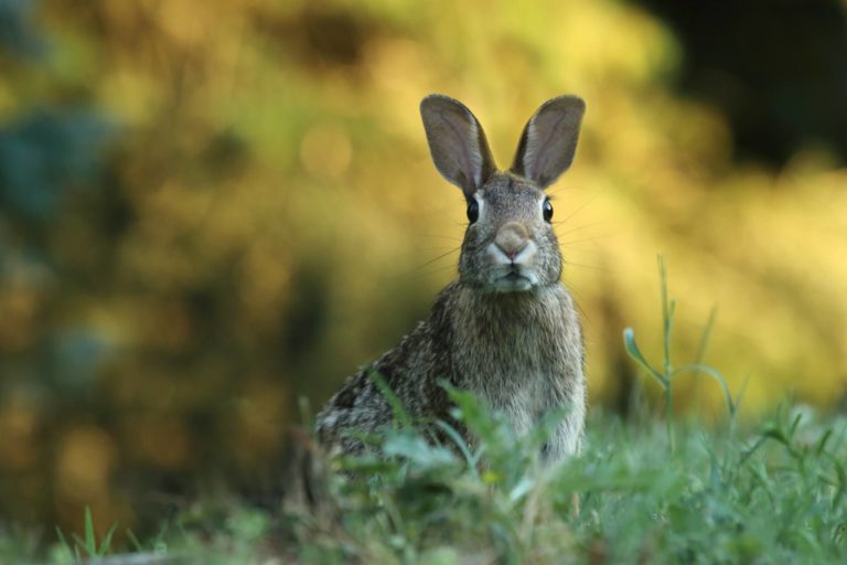 DIET_rabbits