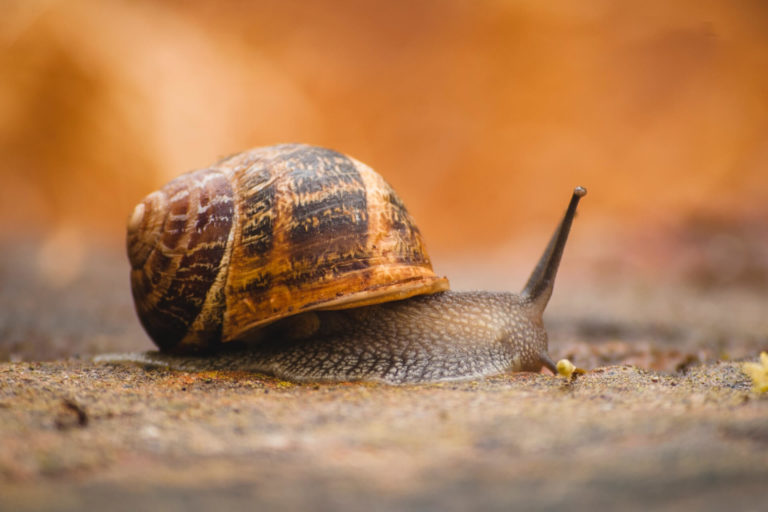 DIET_snails