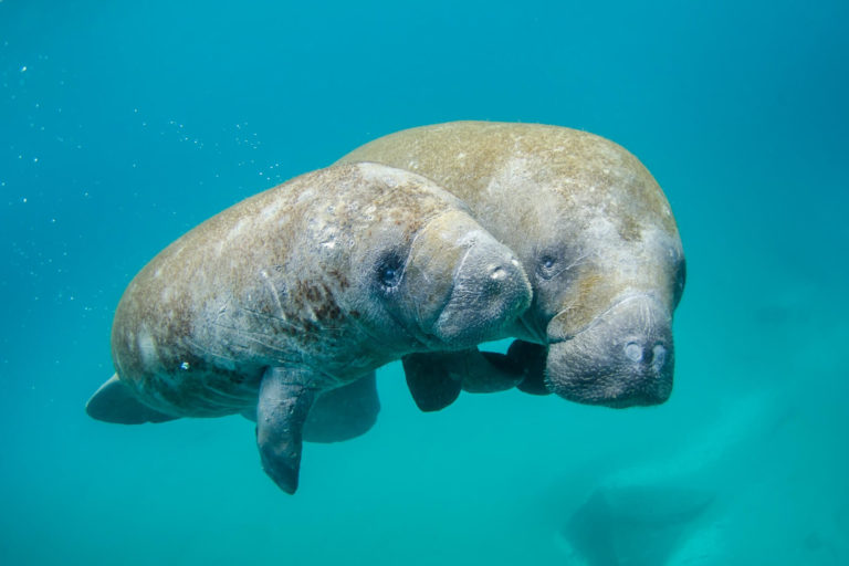 ID_manatees