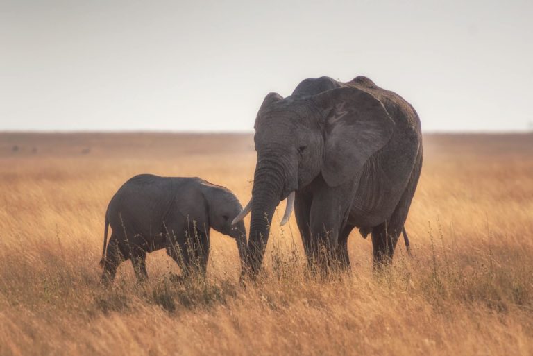 PHYSIOLOGY_elephants