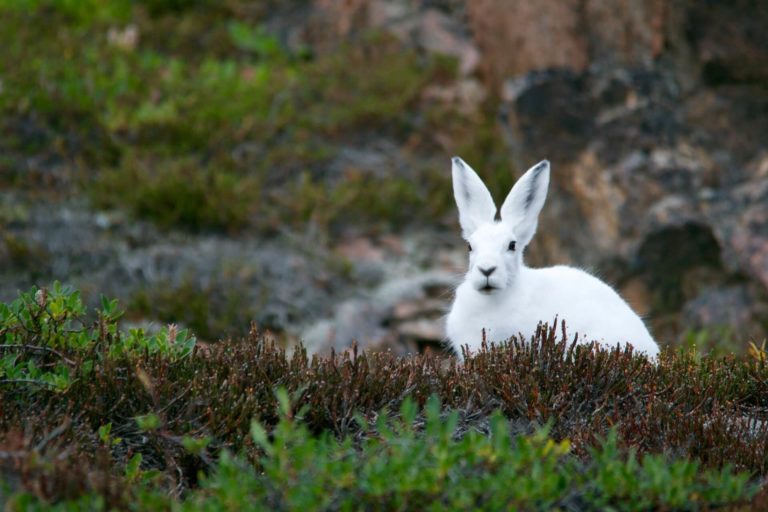 PHYSIOLOGY_rabbits