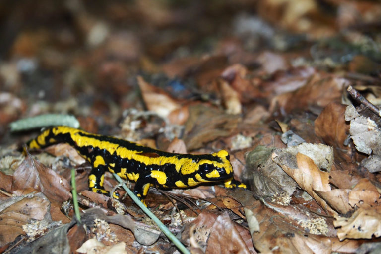 PHYSIOLOGY_salamanders