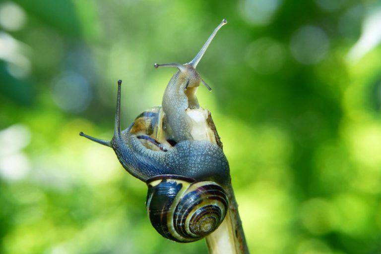 PHYSIOLOGY_snails