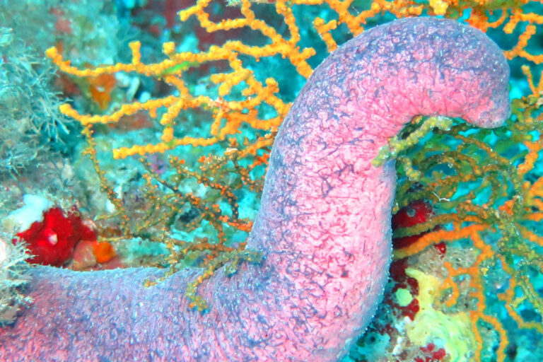 DNA_sea_cucumbers