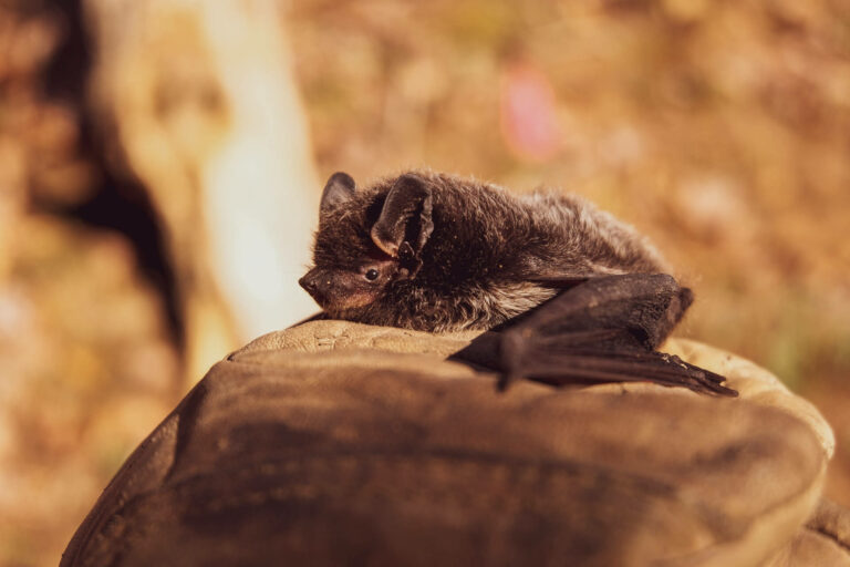 ECOTOXICOLOGY_bat