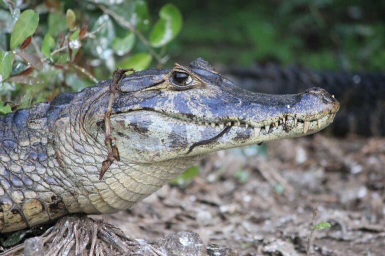 ECOTOXICOLOGY_crocodiles