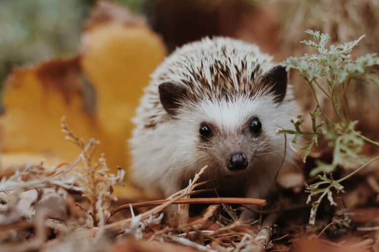 COTOXICOLOGY_hedgehogs