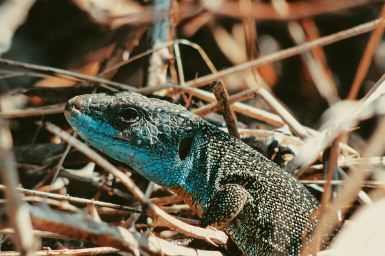 ECOTOXICOLOGY_lizards