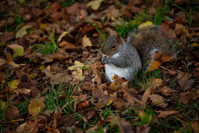 ECOTOXICOLOGY_rodents