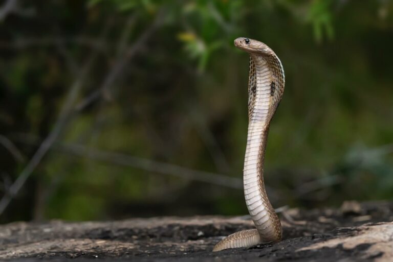 ECOTOXICOLOGY_snakes