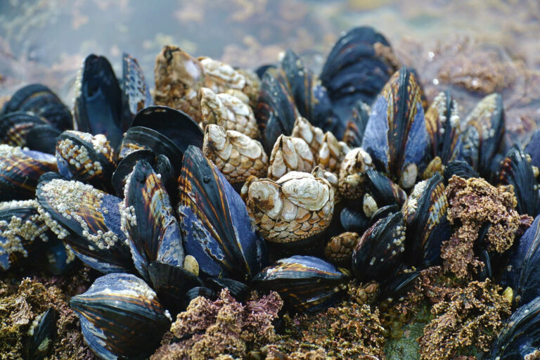 HEALTH_bivalves