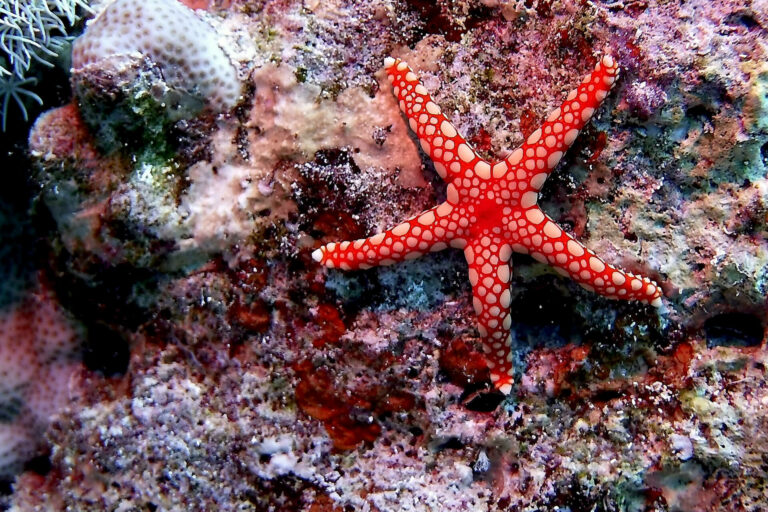 HEALTH_starfish