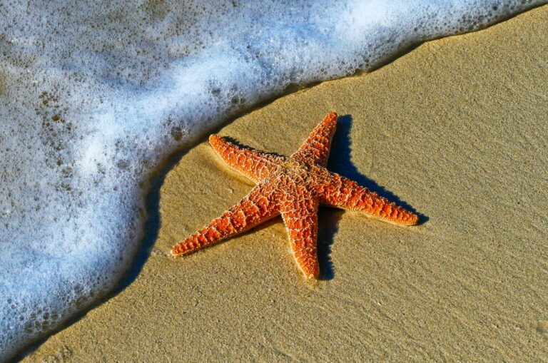 ID_starfish