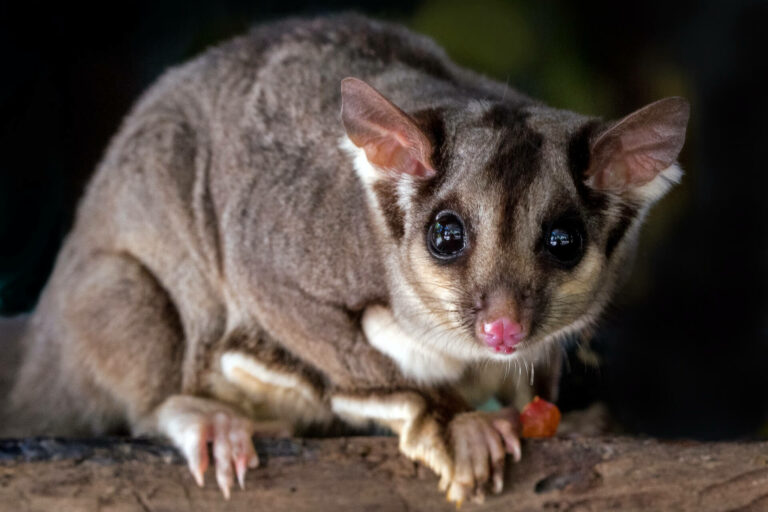 ECOTOXICOLOGY_marsupials