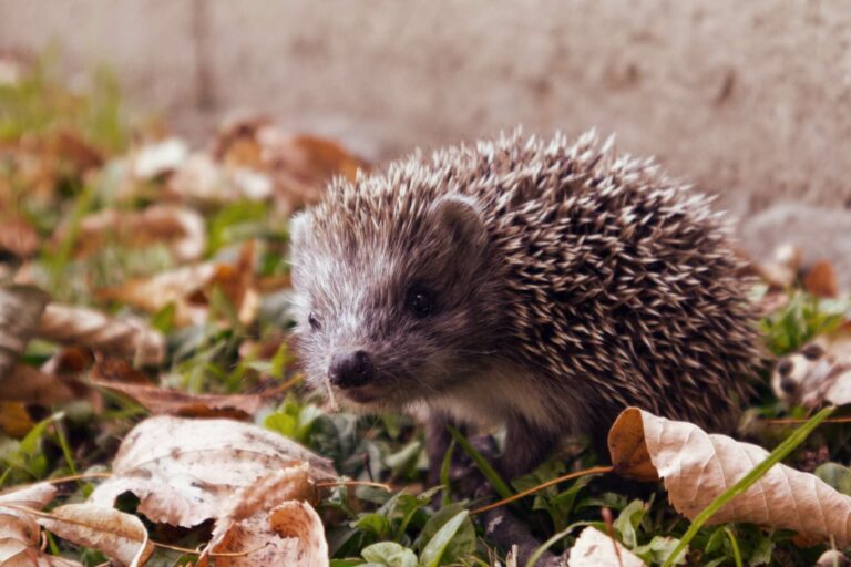 PHYSIOLOGY_hedgehogs