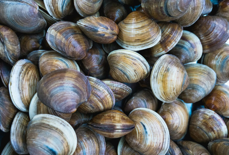 DETECTION_bivalves