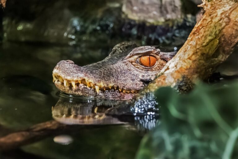 DETECTION_crocodiles