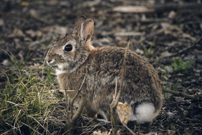 DETECTION_rabbits