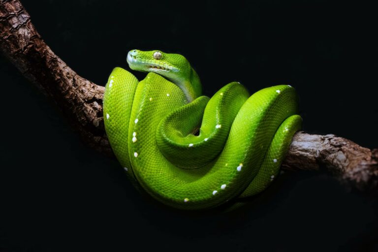 DETECTION_snakes