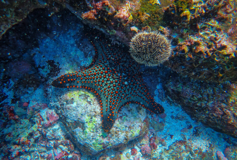 DETECTION_starfish