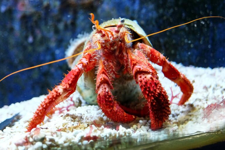 ECOTOXICOLOGY_crustaceans