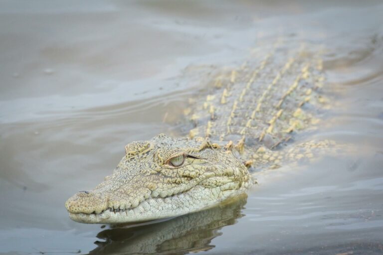 ID_crocodiles