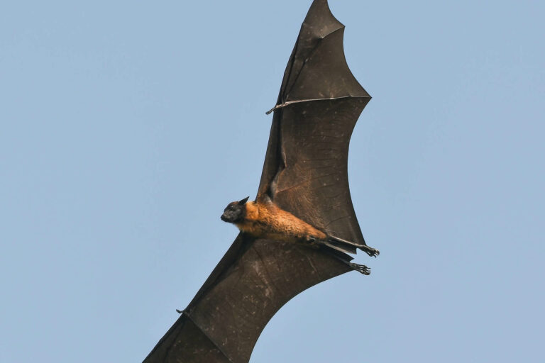 MORPHOLOGY_bats