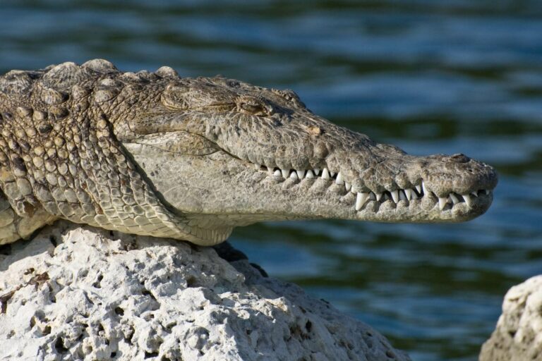 MORPHOLOGY_crocodiles