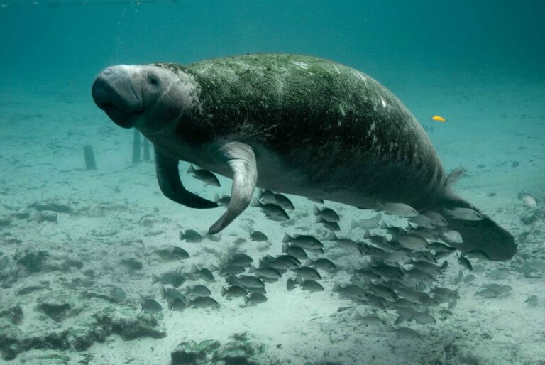 MORPHOLOGY_manatees