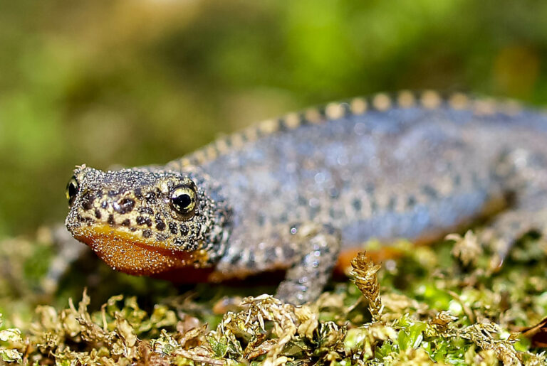 MORPHOLOGY_salamanders