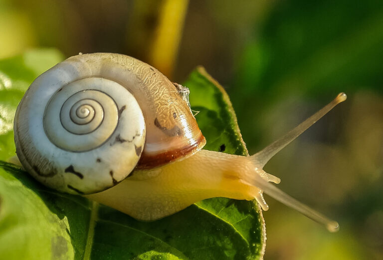 MORPHOLOGY_snails