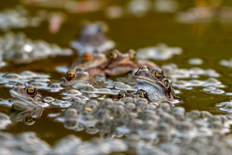 DETECTION_amphibians_multiple