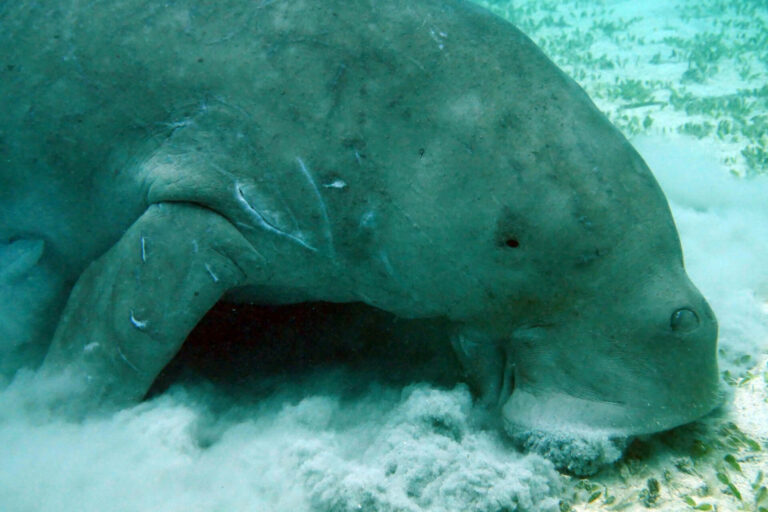 DETECTION_manatees